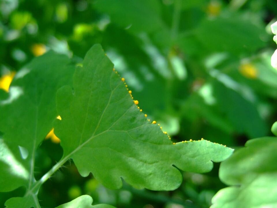 Suco medicinal secretado pelas folhas de celidônia